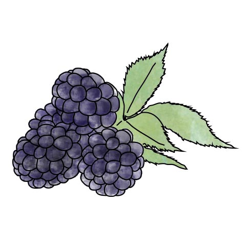 Blackberry