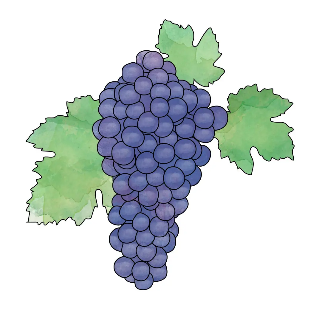 cabernet sauvignon.jpg