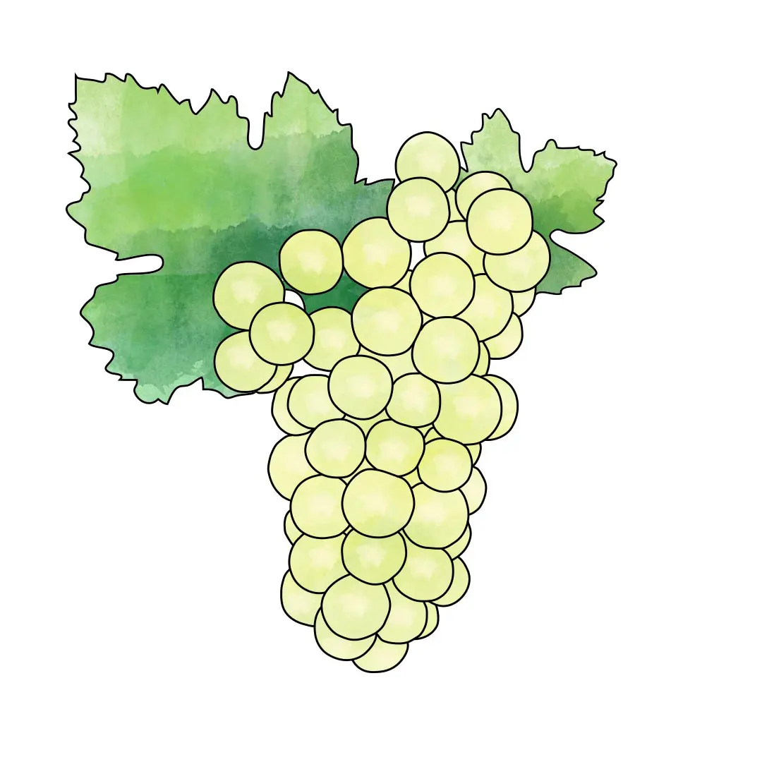 chardonnay.jpg