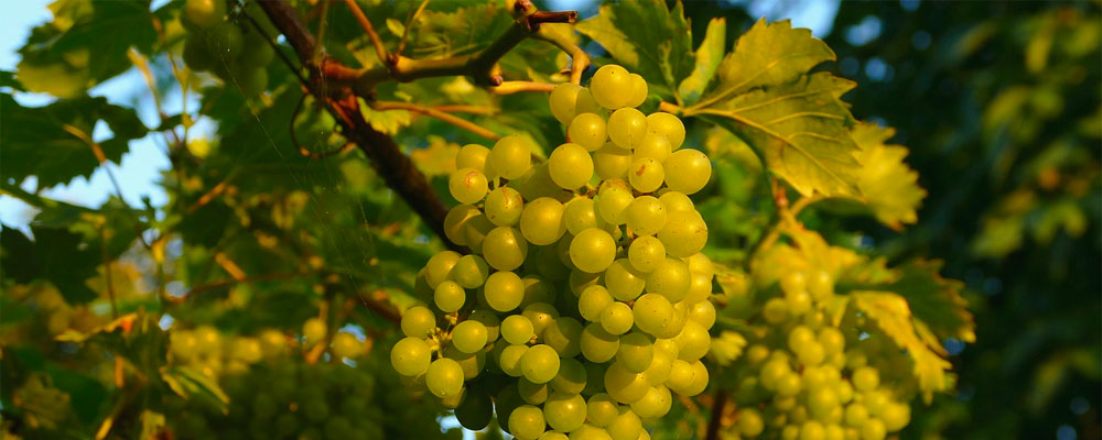 A Grape Vine Plant