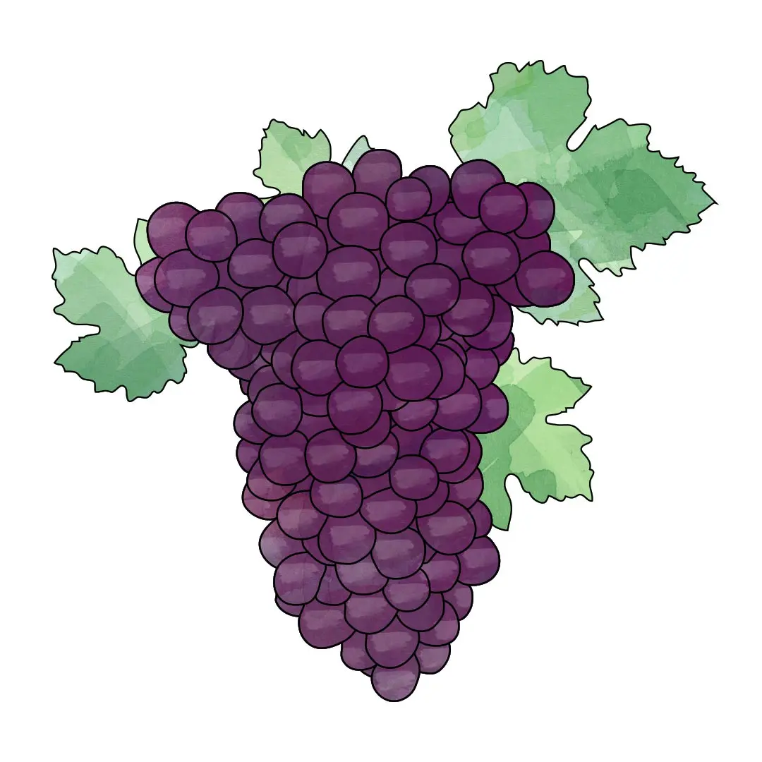 grenache.jpg