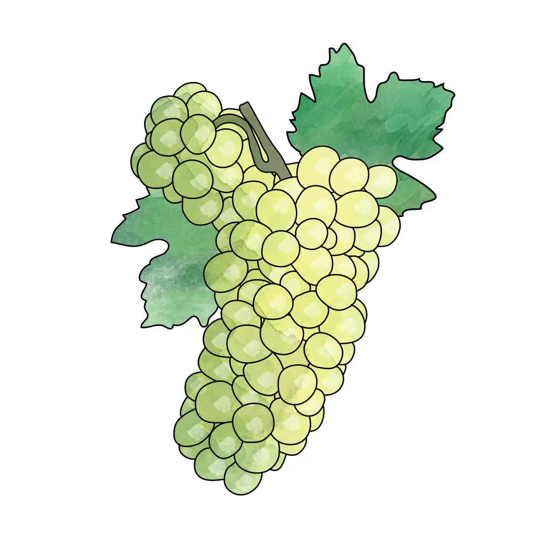sauvignon blanc.jpg