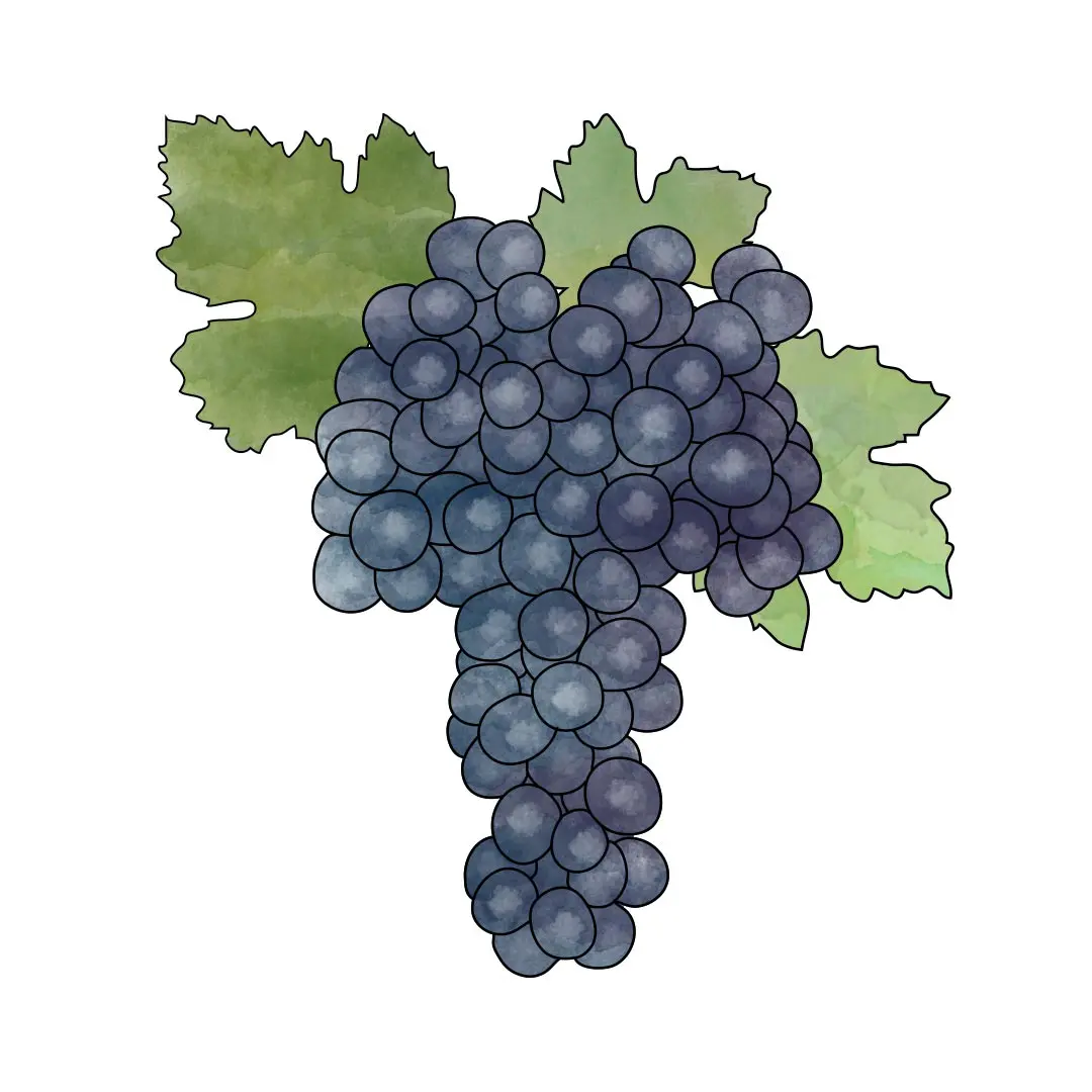 syrah.jpg