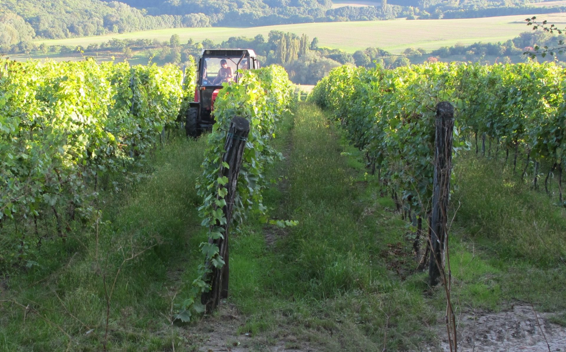 vineyard grapes scaled